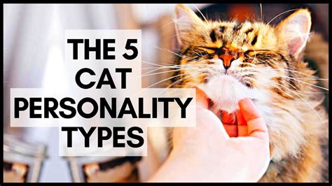 what color cat has the nicest personality